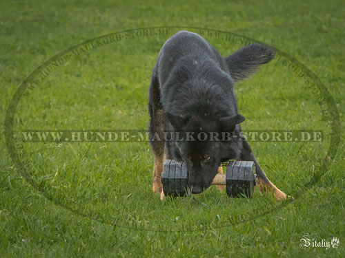 Hundehantel aus Holz kaufen