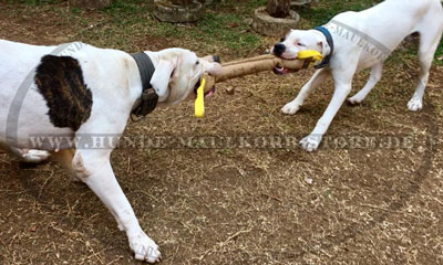 Bulldogge Beisswurst kaufen