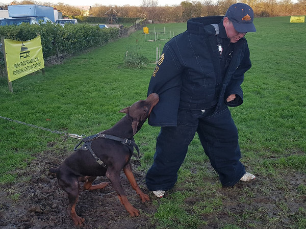 Hundesport Schutzbekleidung kaufen