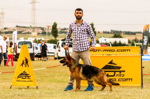 Verstellbare Sprunghürde für Schäferhund kaufen