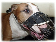 Neu Bester Draht Maulkorb für Bullterrier ☑