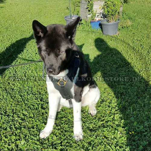 Akita Hundegeschirr aus dem Echtleder