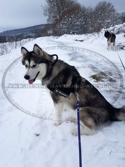 Leder Halsband mit Handschlaufe für Alaskan Malamute kaufen