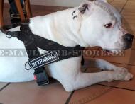 Multifunktioneles Geschirr aus Nylon für Amerikanische Bulldogge