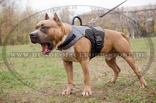 Nylon Geschirr am Amstaff