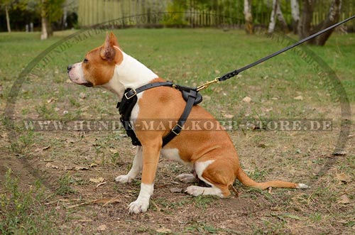 Leather Harness with Brass Buckles