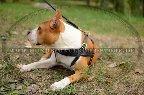 padded harness for amstaff
