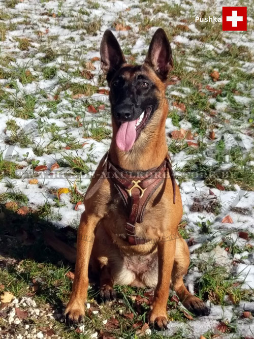 Klassisches Geschirr für Malinois