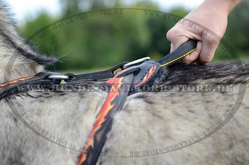 Ledergeschirr fuer mehr Kontorolle