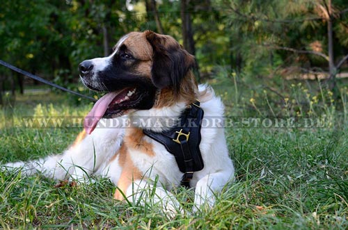 Moskauer Wachhund Hundegeschirr klassisch 