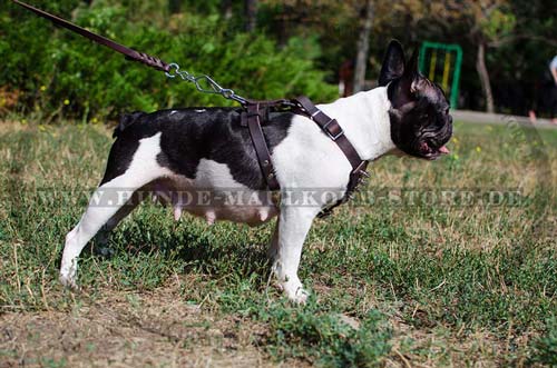 Bulldogge Brustgeschirr für kleine Hunde verziert mit Spikes