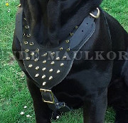 Leder Geschirr mit golden Spikes für Cane Corso