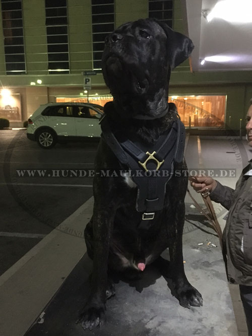 Cane Corso Hundegeschirr aus dem Echtleder