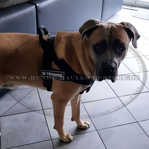 Cane Corso Hundegeschirr aus Nylon