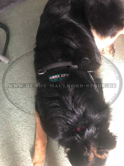 Deutscher Schäferhund Geschirr kaufen