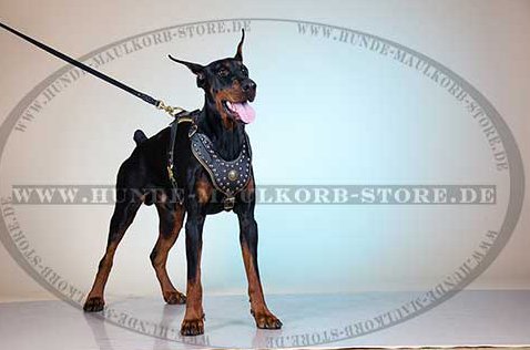 Handgemachtes Leder Nietengeschirr für Dobermann