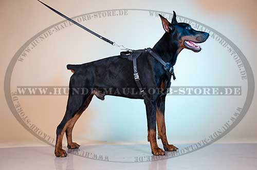 Festes Dobermann Geschirr aus Leder bestellen