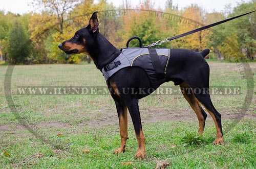 warmes und bequemes Geschirr am Dobermann 