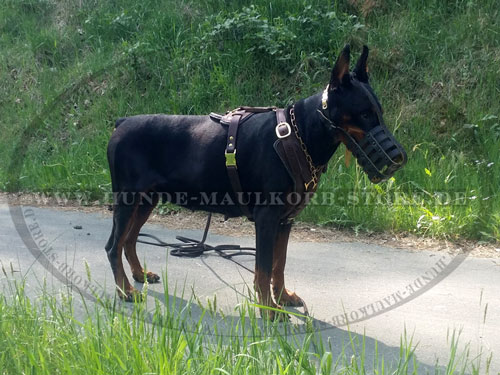 Dobermann Hundegeschirr aus dem Echtleder