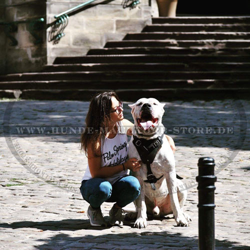 Dogo Argentino Geschirr gepolstert