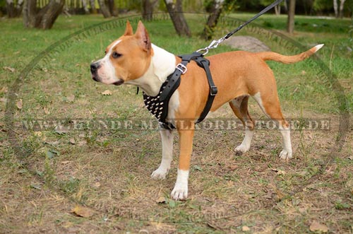 Leder Geschirr fuer Amstaff 