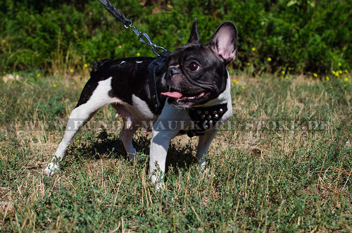 Franzoesische Bulldogge Geschirr für Hunde aus Leder 