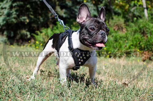 French Bulldog leather harness H24