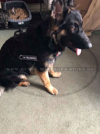 Nylon Geschirr für Schäferhund kaufen