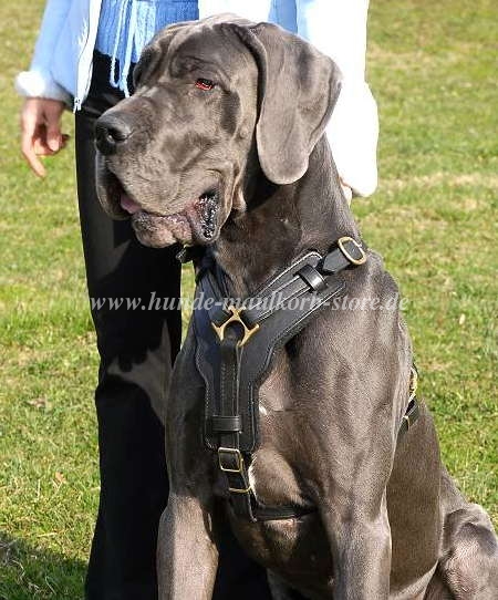 Bequemes Brustgeschirr für Deutsche Dogge bestellen