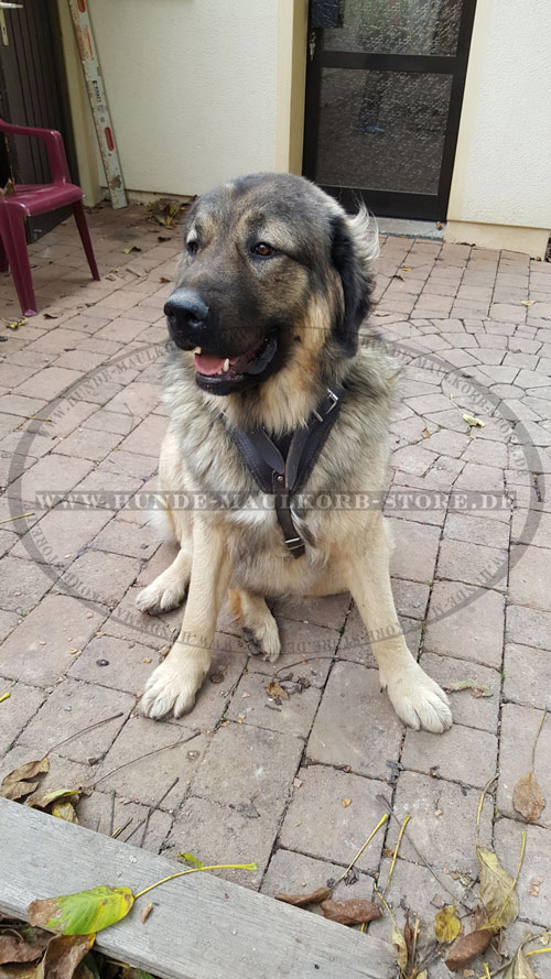 Hundegeschirr aus Leder erstklassig