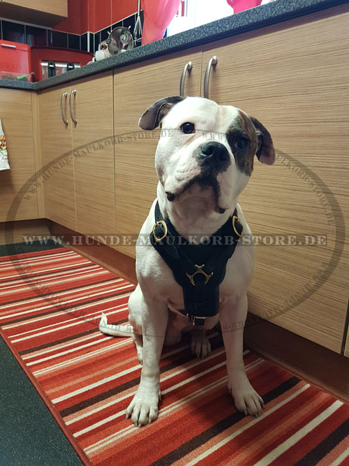 Bulldogge Hundegeschirr aus dem Echtleder