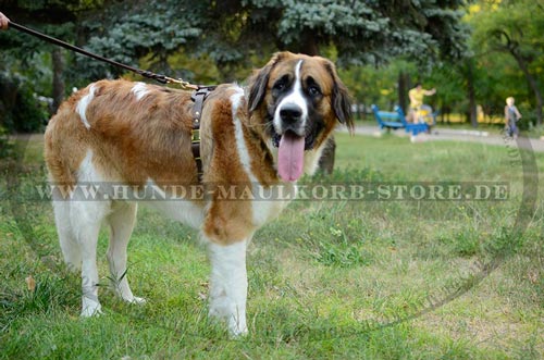 Hundegeschirr perfekte Bearbeitung