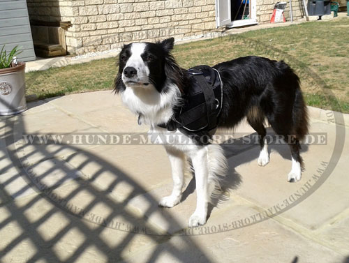 Geschirr Nylon für Border Collie kaufen