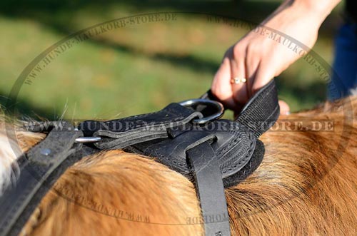 Hundegeschirr aus Leder erstklassig