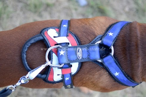 Boxer leather harness with American Design