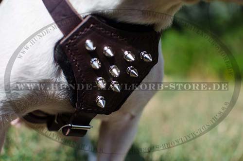 Ledergeschirr Hund mit Spikes für Französische Bulldogge