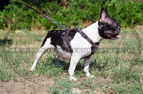 Ledergeschirr mit Spikes für Französische Bulldoggen