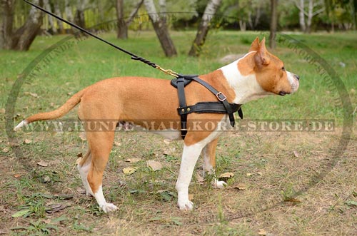 prractical harness for Amstaff