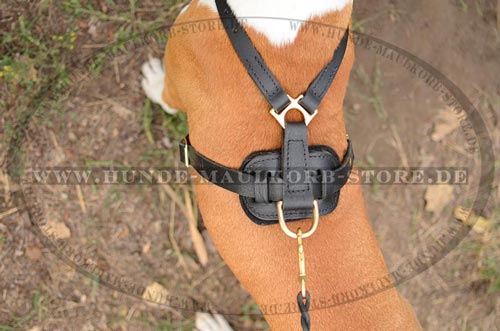 Amstaff Leather Harness