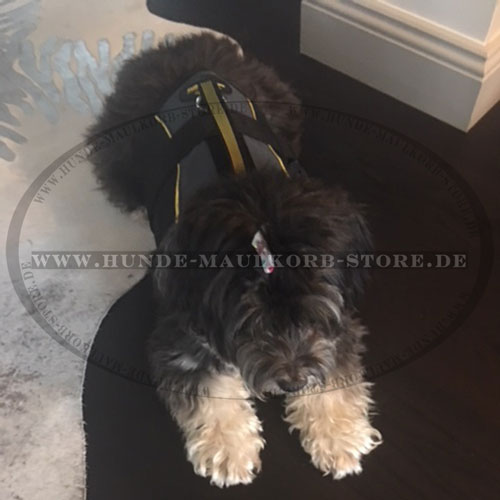 Nylon Geschirr für Löwchen