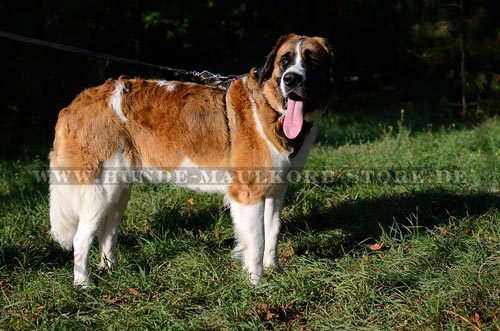 Hundegeschirr mit stilvoller Bemalung 