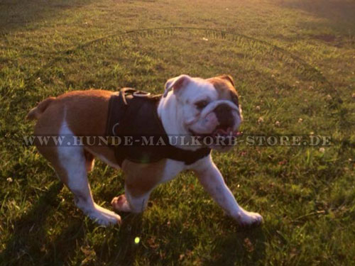 Geschirr Nylon für Englische Bulldogge kaufen