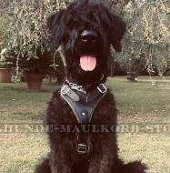 Riesenschnauzer Brustgeschirr aus Echtleder für Hundesport