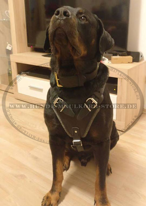 Rottweiler Hundegeschirr kaufen