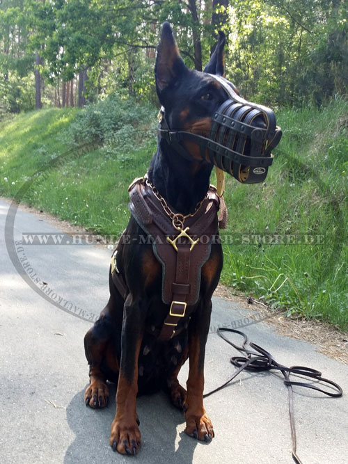 Echtleder Hundegeschirr für Dobermann