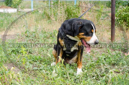 Schweizer Sennenhund Geschirr aus Nylon