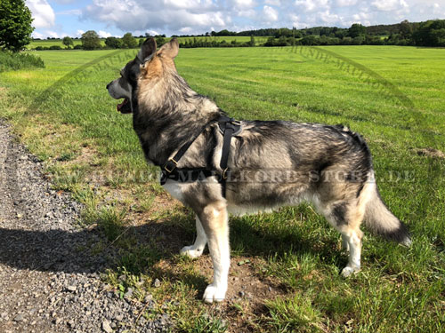 Australian Shepherd Servicegeschirr kaufen