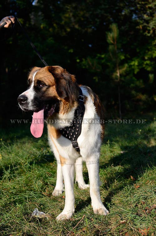 Moskauer Wachhund Hundegeschirr mit Spikes 