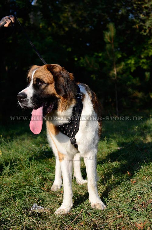 Moskauer Wachhund Hundegeschirr mit Spikes 