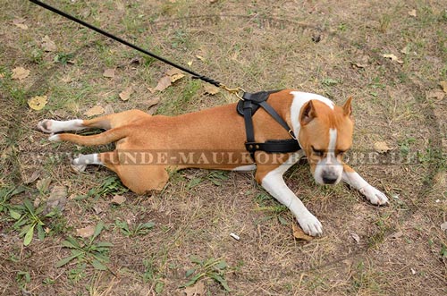 padded leatehr harness for amstaff